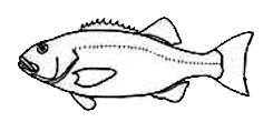 Familia Polyprionidae_claves